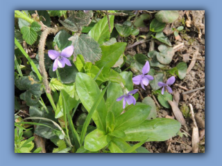 Common Dog-violet. Hetton Park. 24th April 2024.jpg